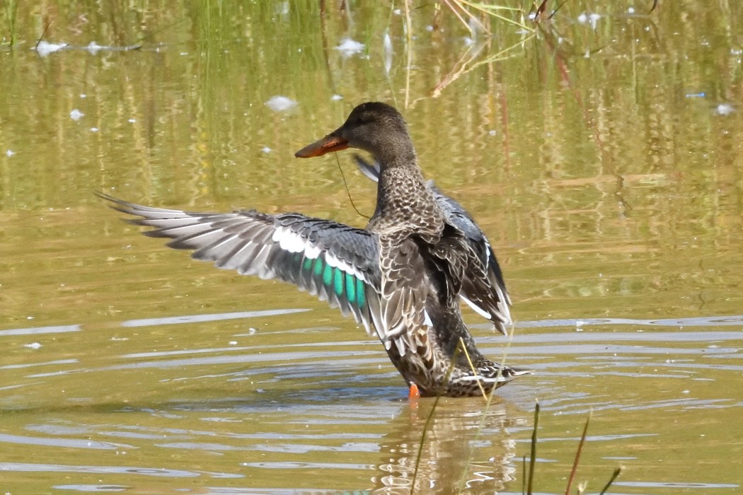 Northern Shoveler - Dave DeReamus