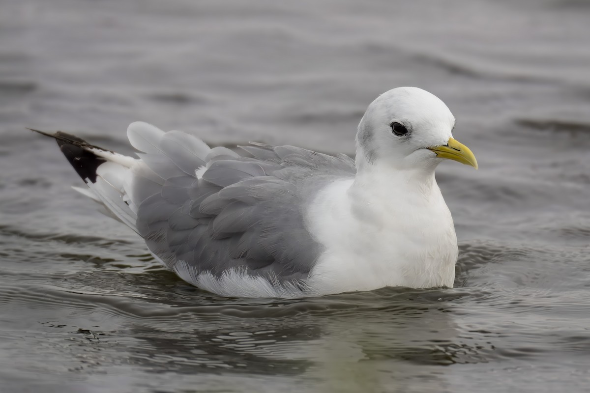 Black-legged Kittiwake - Nicole Kaufmann