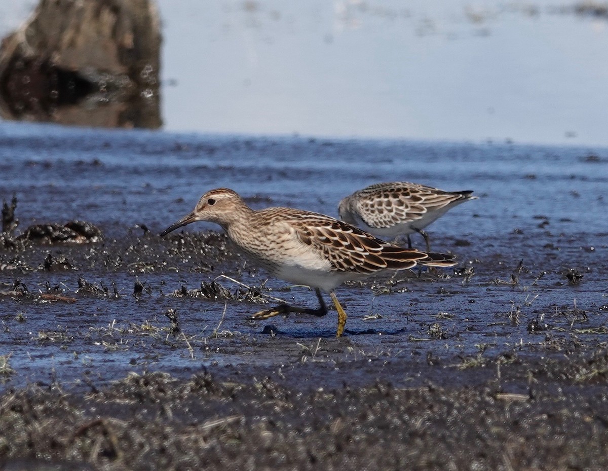 Pectoral Sandpiper - ML623582235