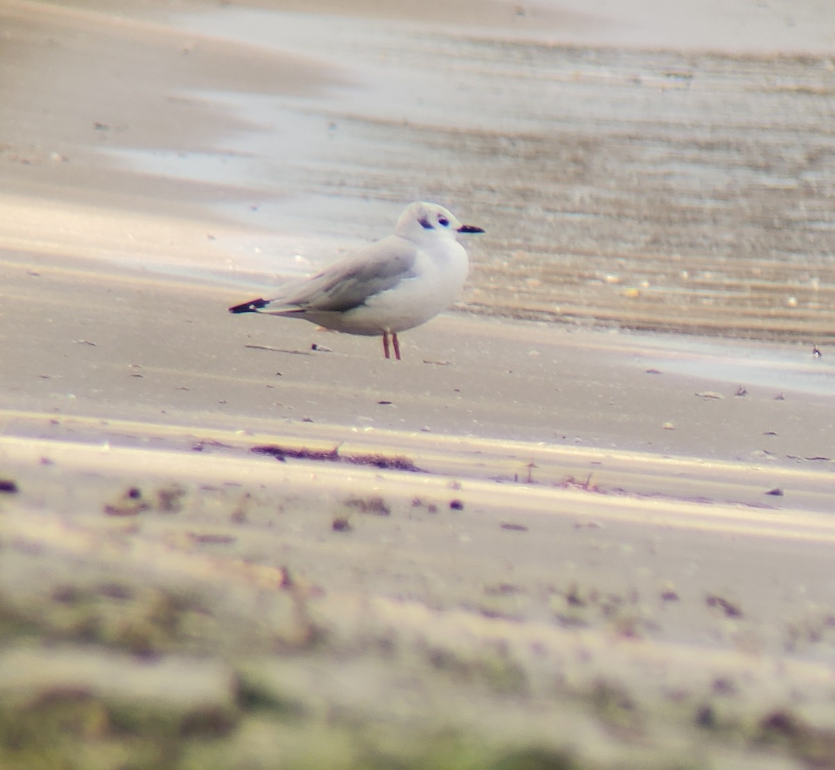 Bonaparte's Gull - ML623582238