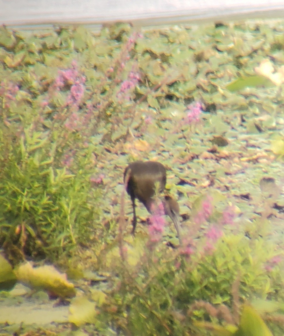 Glossy Ibis - ML623582265