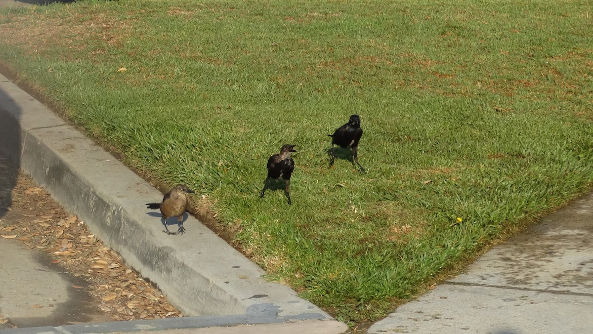 Great-tailed Grackle - ML623582339