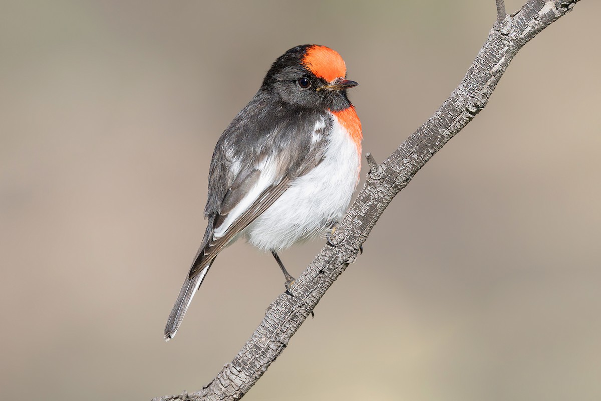 Red-capped Robin - Jarryd Guilfoyle