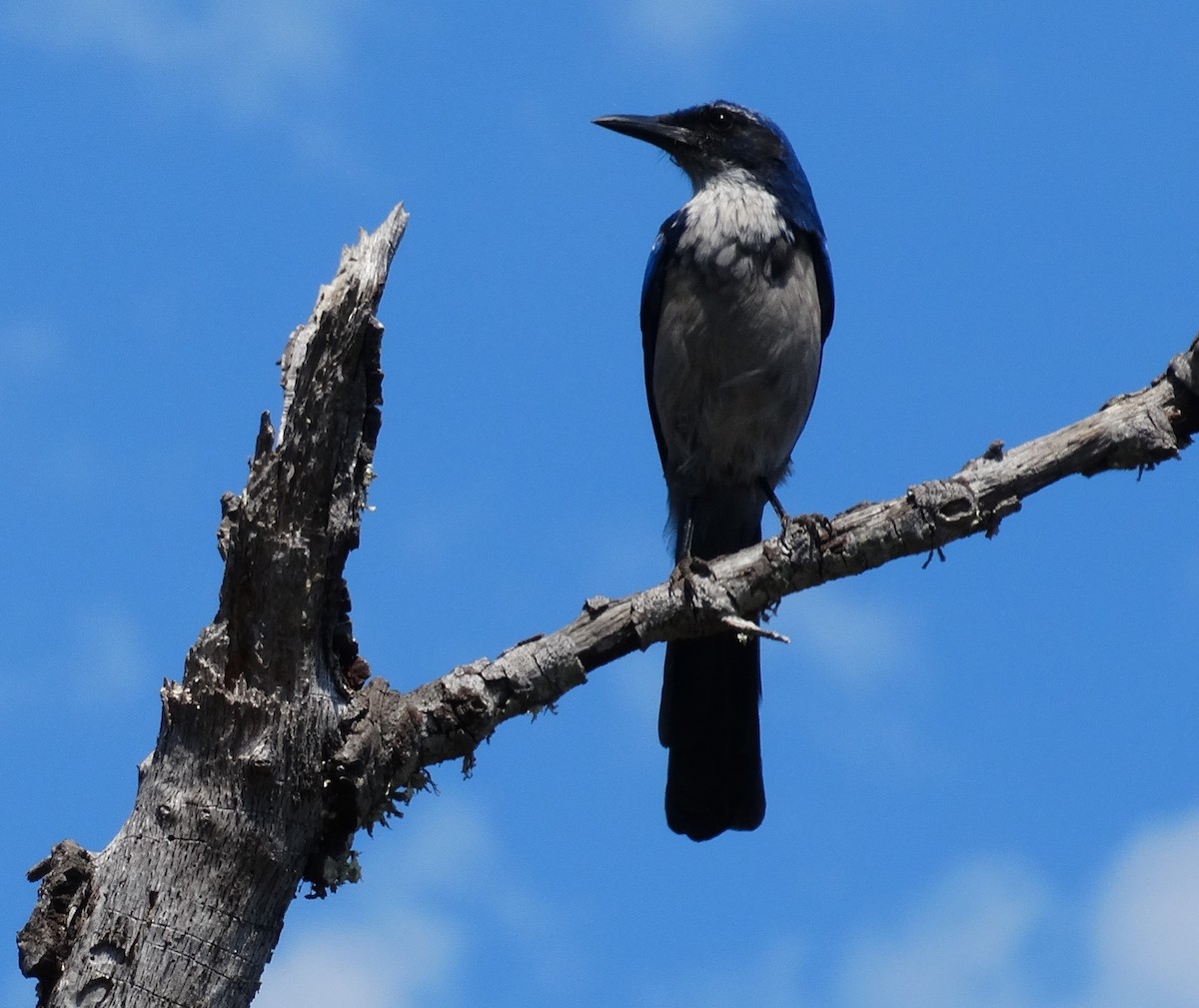 Island Scrub-Jay - Nate Shipley