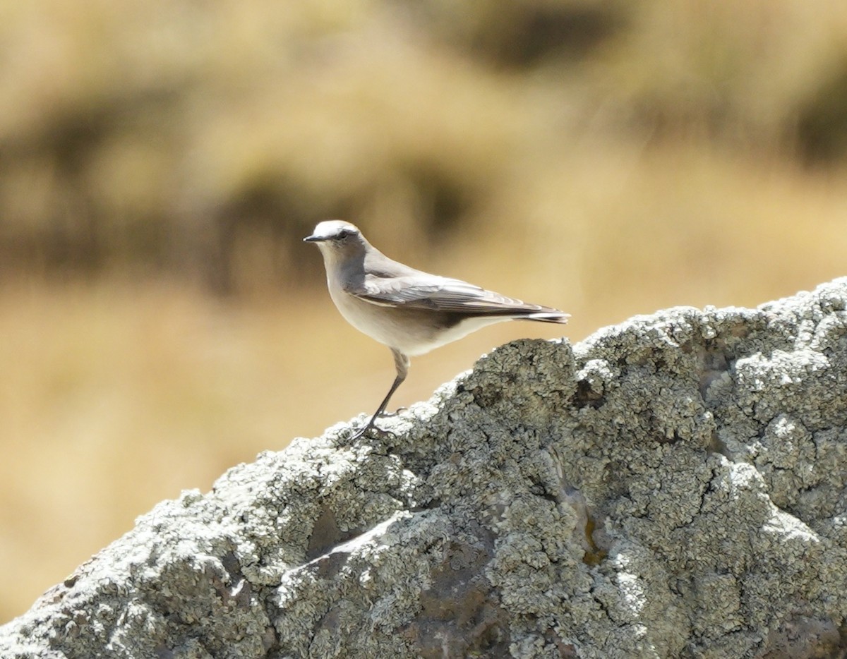 Dormilona Gigante - ML623582378