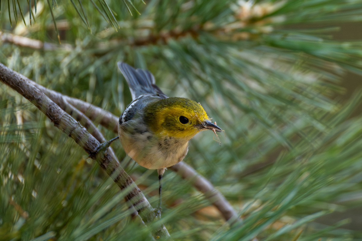 Paruline à tête jaune - ML623582379