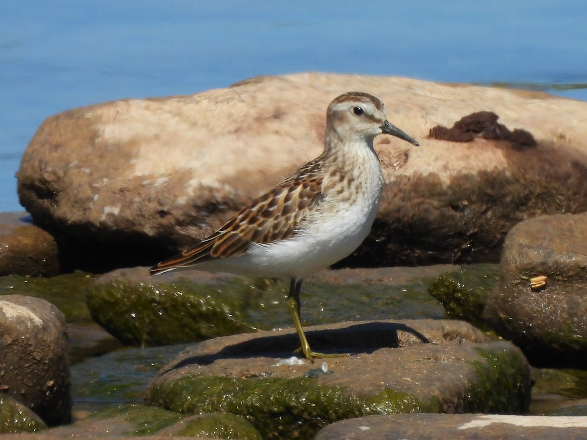 Wiesenstrandläufer - ML623582382