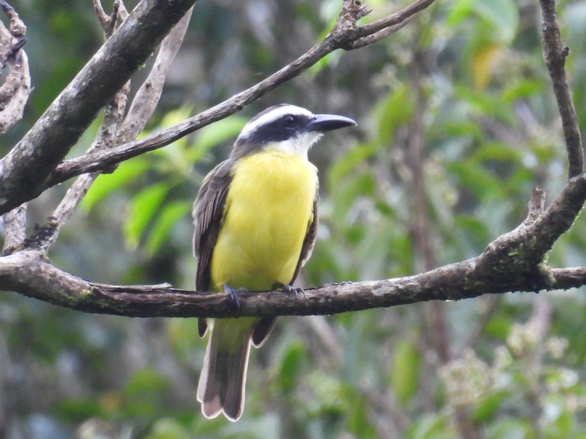 Boat-billed Flycatcher - Karen Carbiener