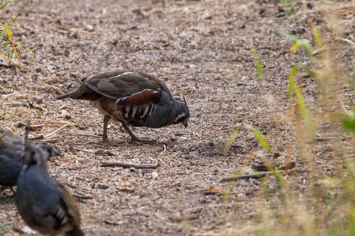 Mountain Quail - ML623582391