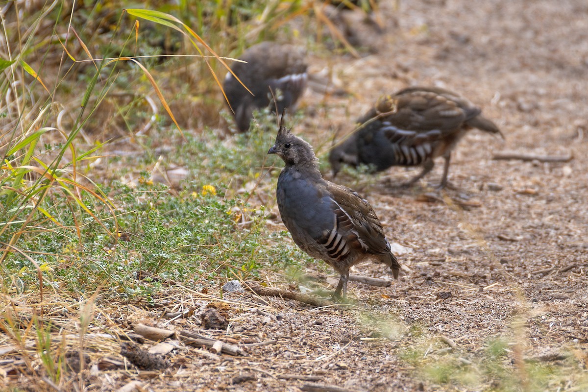 Mountain Quail - ML623582392