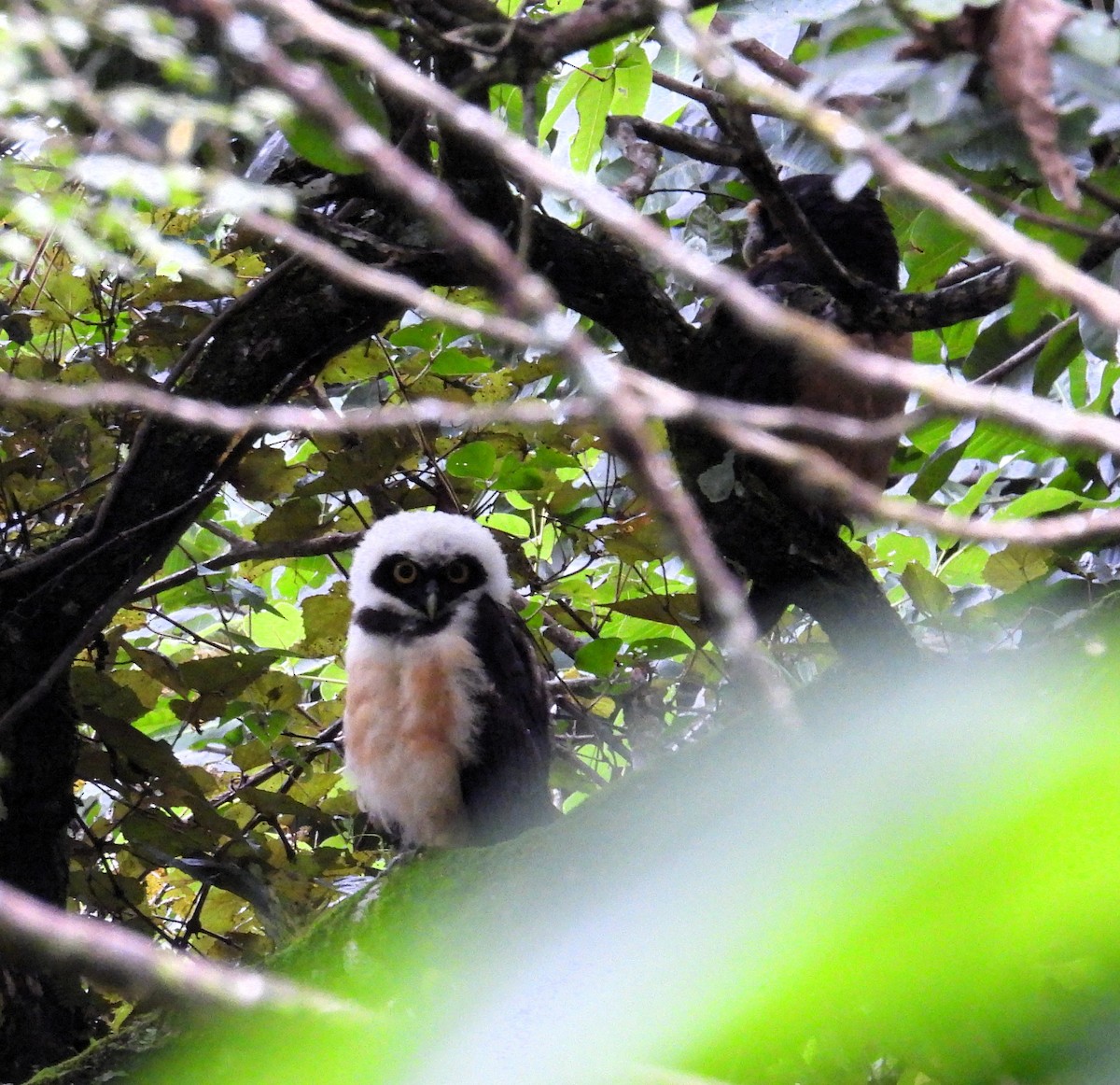 Spectacled Owl - ML623582409