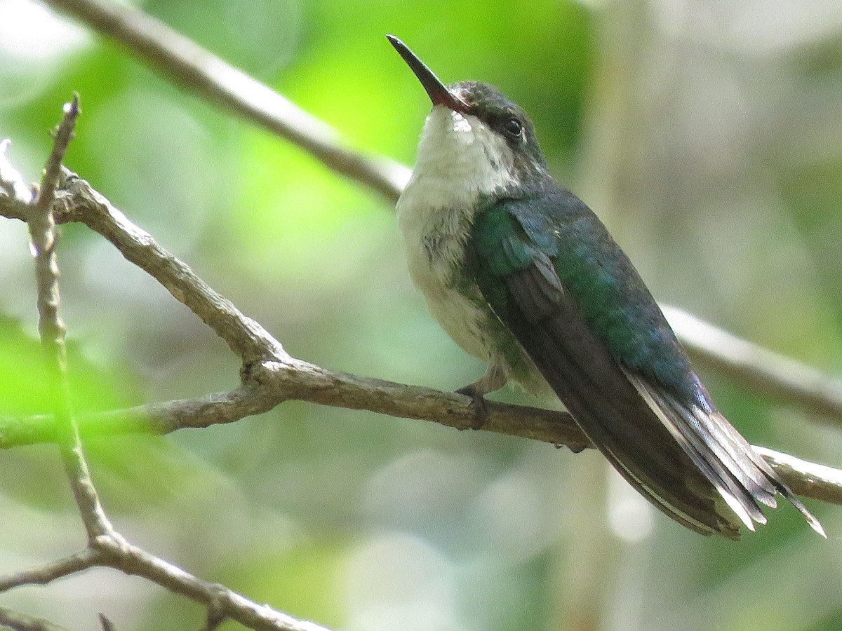 Puerto Rican Emerald - ML623582424