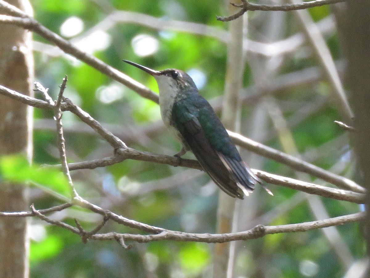 Puerto Rican Emerald - ML623582425