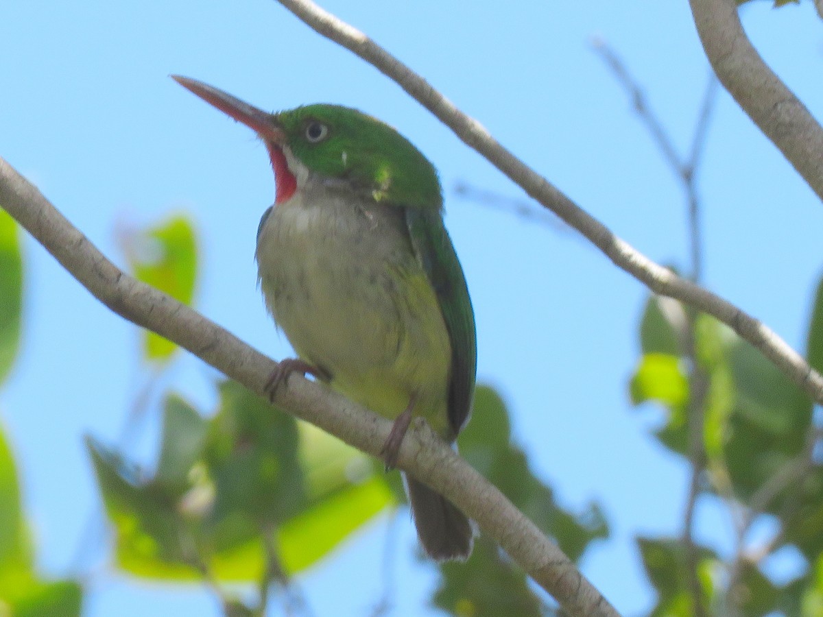 Puerto Rican Tody - ML623582429