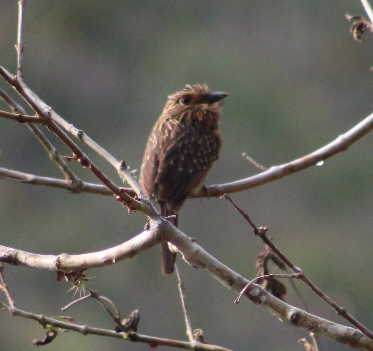 Crescent-chested Puffbird (Greater) - ML623582440