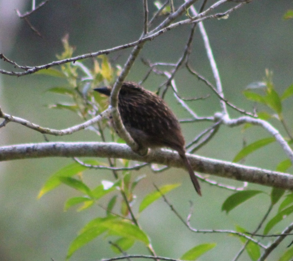 Crescent-chested Puffbird (Greater) - ML623582441