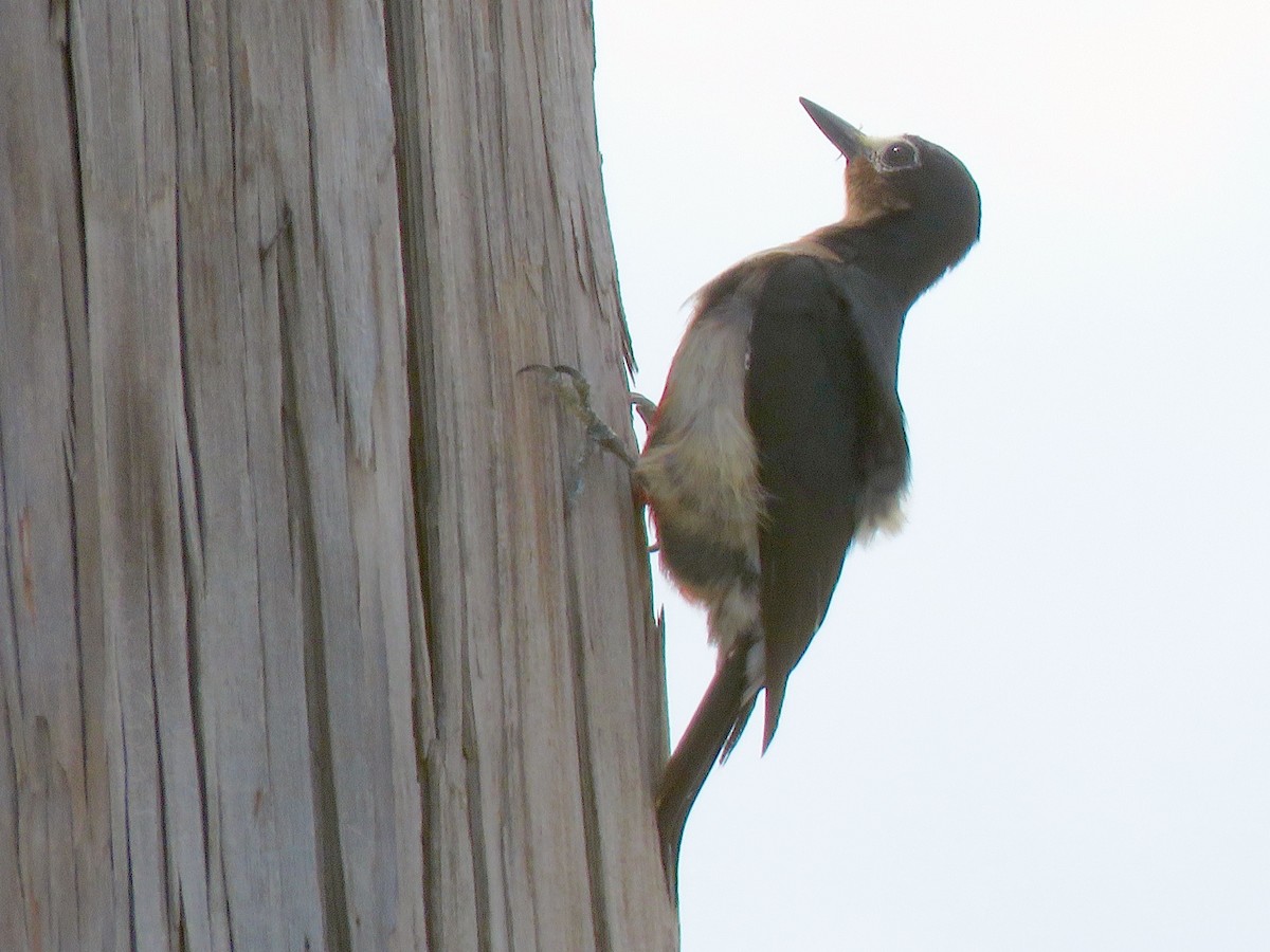 Puerto Rican Woodpecker - ML623582442