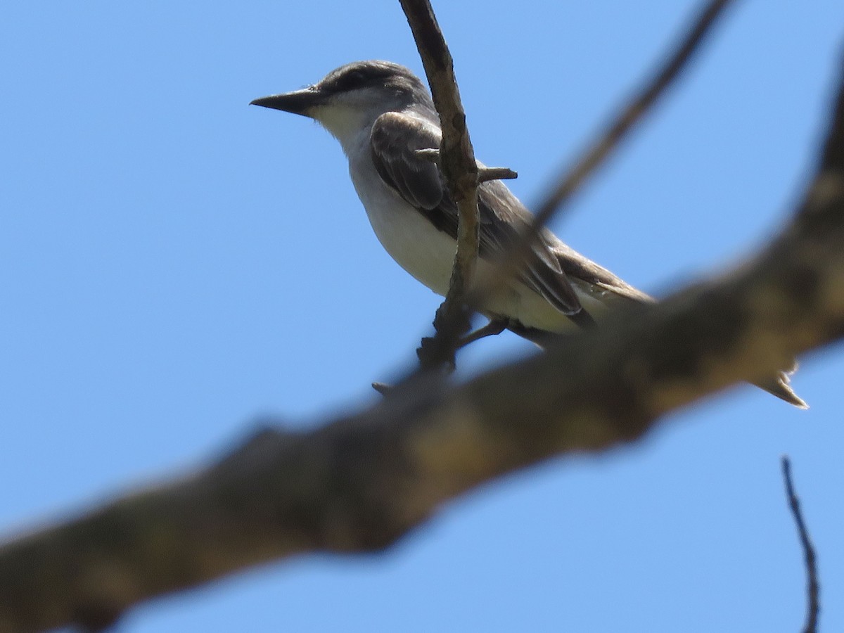 Gray Kingbird - ML623582450