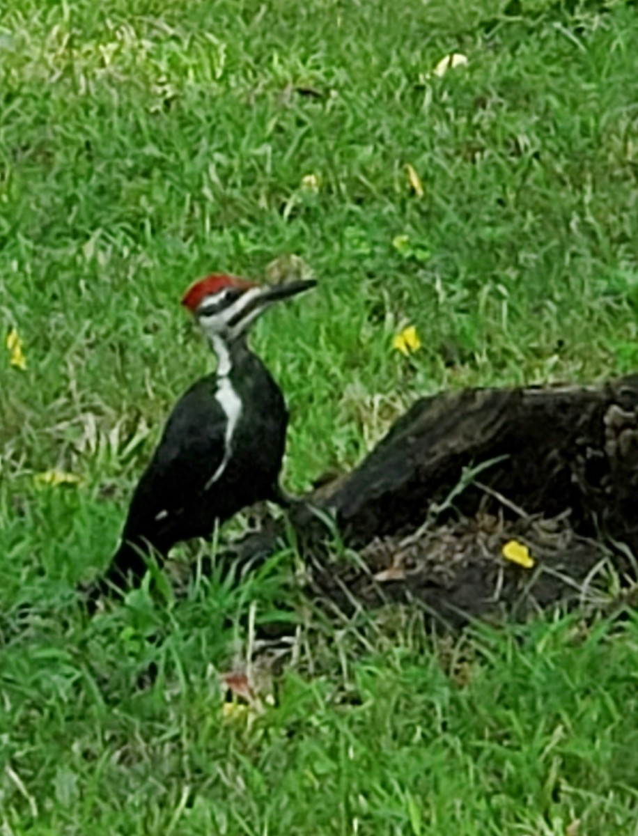 Pileated Woodpecker - ML623582469