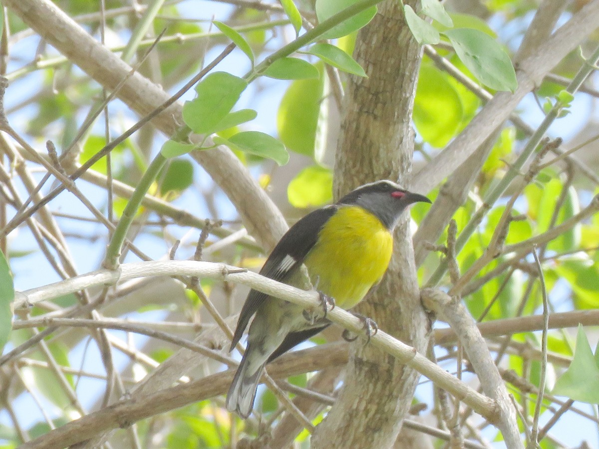 Bananaquit - Burke Angstman