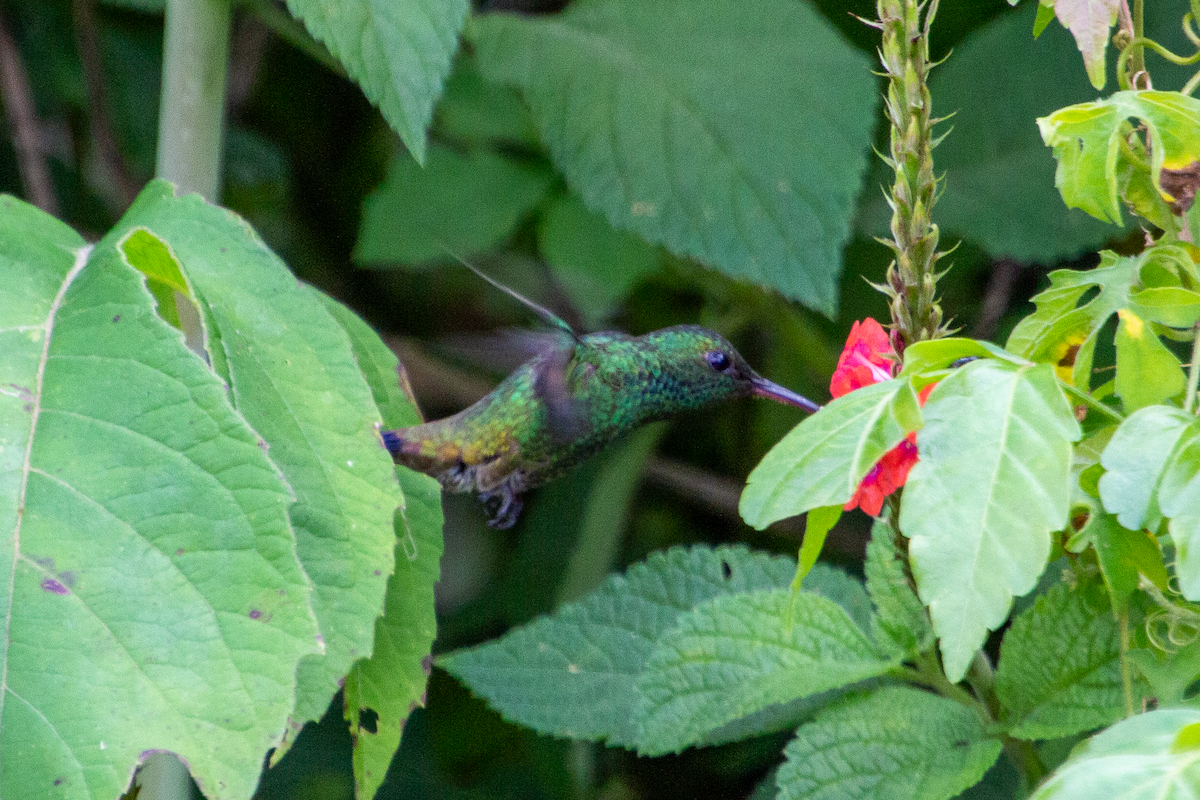 Copper-rumped Hummingbird - ML623582512