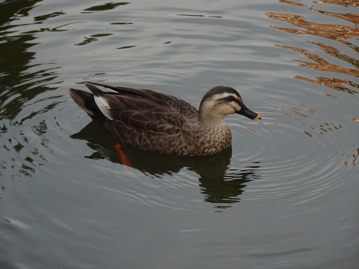 Eastern Spot-billed Duck - Pierre Alquier