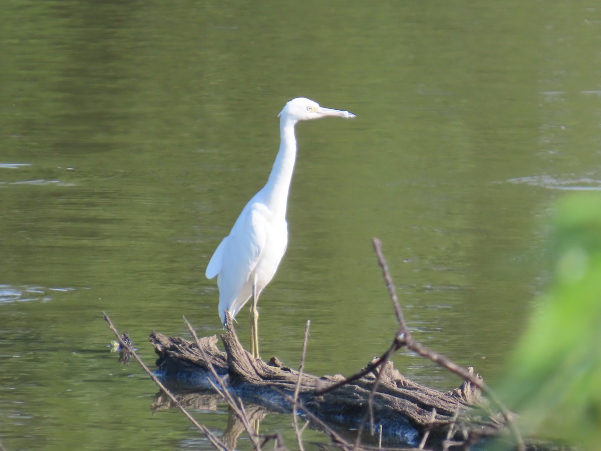 Little Blue Heron - ML623582520