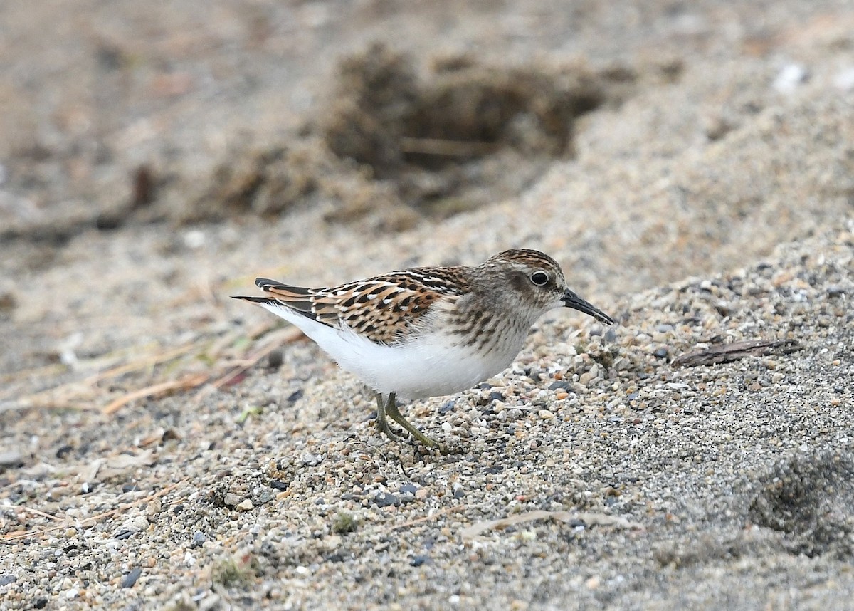 Least Sandpiper - ML623582530