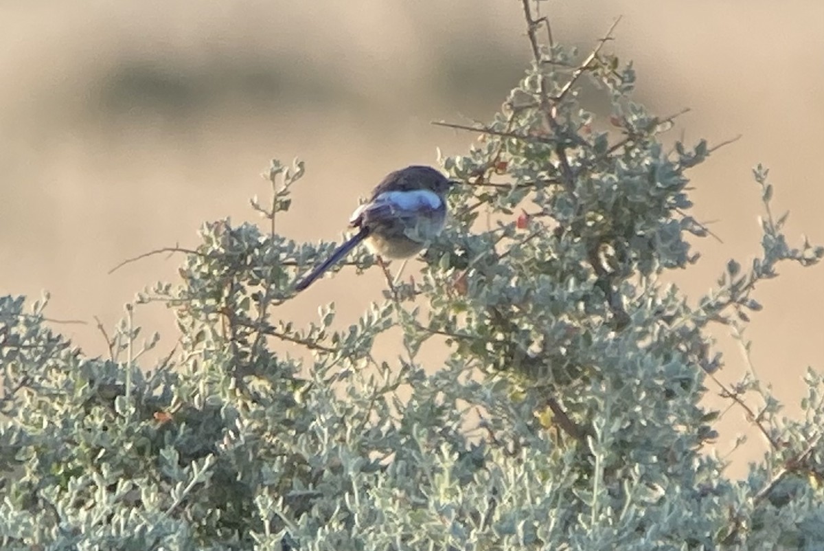 White-winged Fairywren - ML623582531