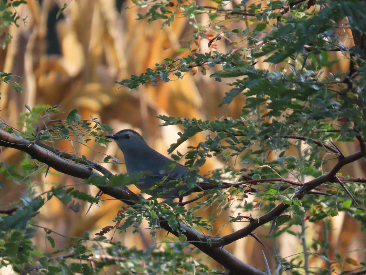 Gray Catbird - ML623582541