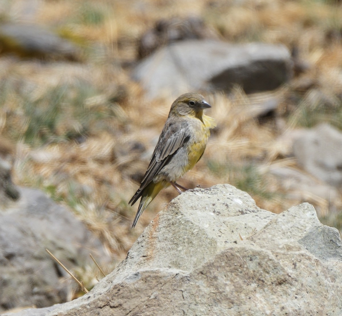 Bright-rumped Yellow-Finch - ML623582594