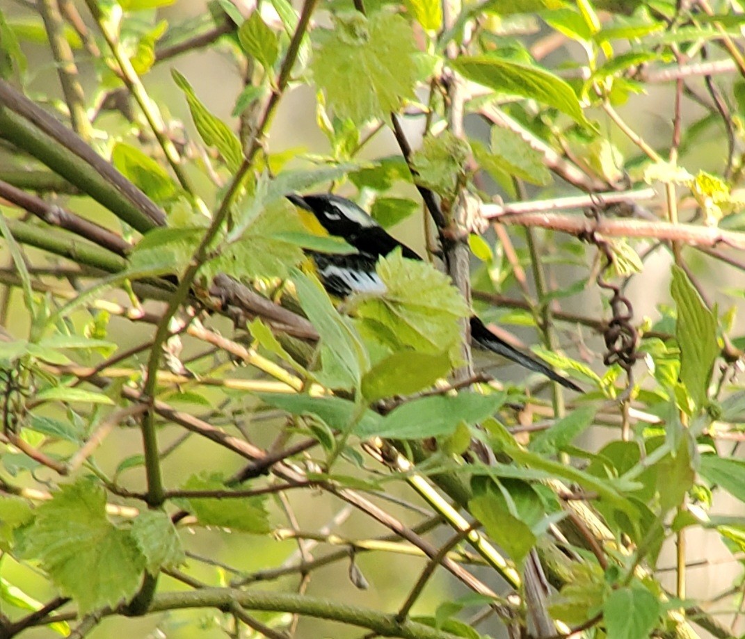 Magnolia Warbler - ML623582598