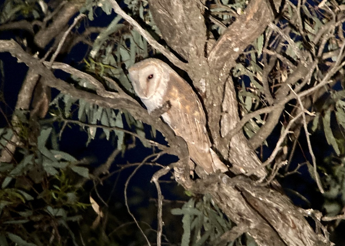 Barn Owl - ML623582603