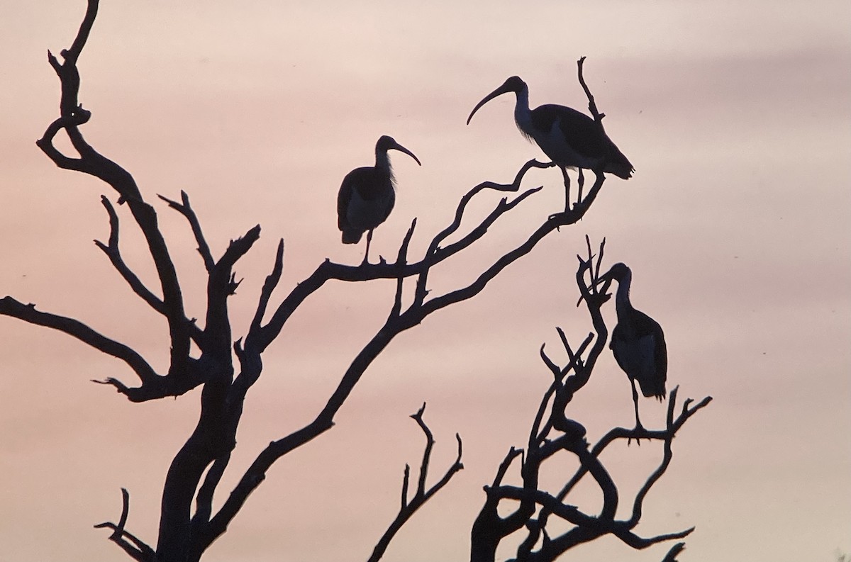 Straw-necked Ibis - ML623582609