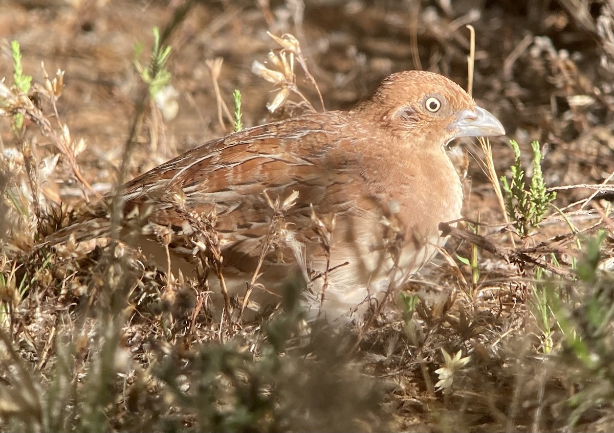 Little Buttonquail - ML623582612