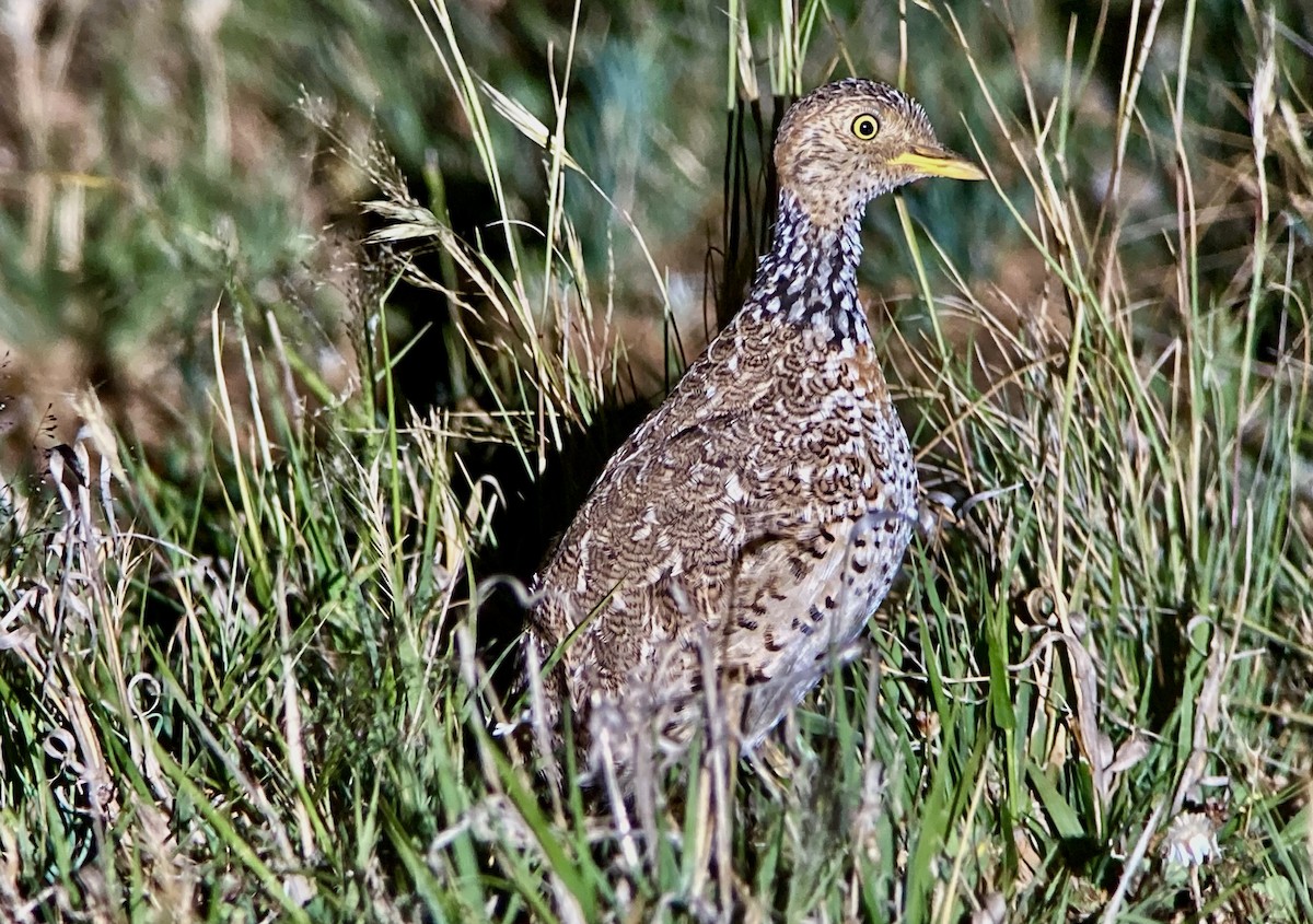 Plains-wanderer - ML623582623