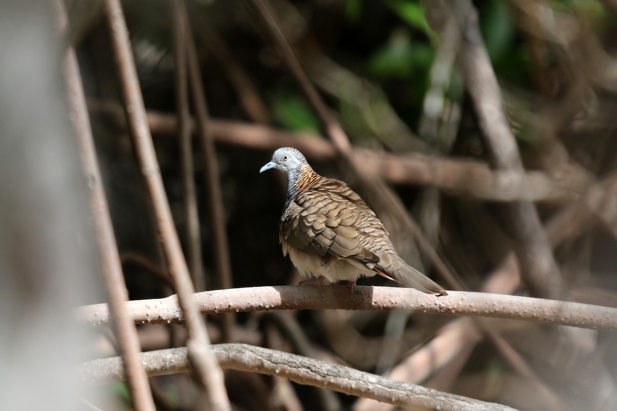 Bar-shouldered Dove - ML623582654