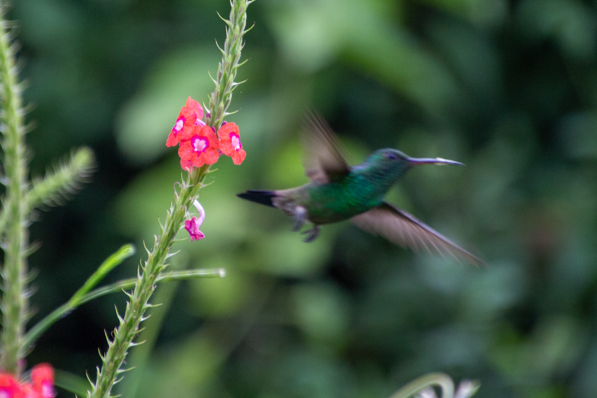 Copper-rumped Hummingbird - ML623582663