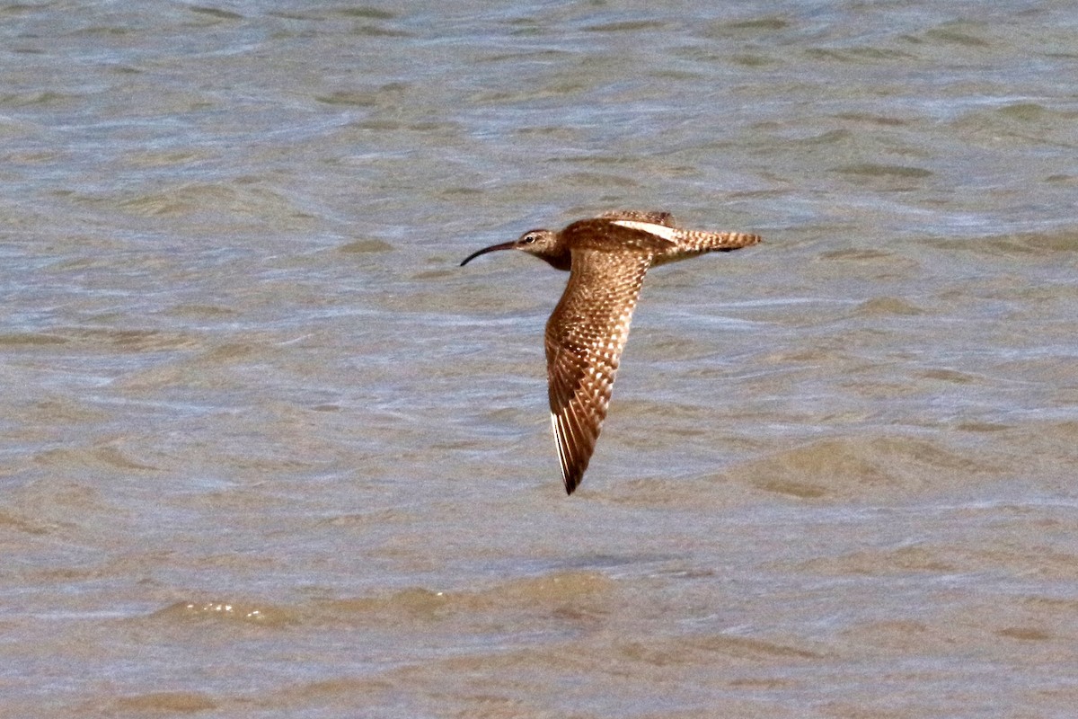 Whimbrel (Siberian) - ML623582684