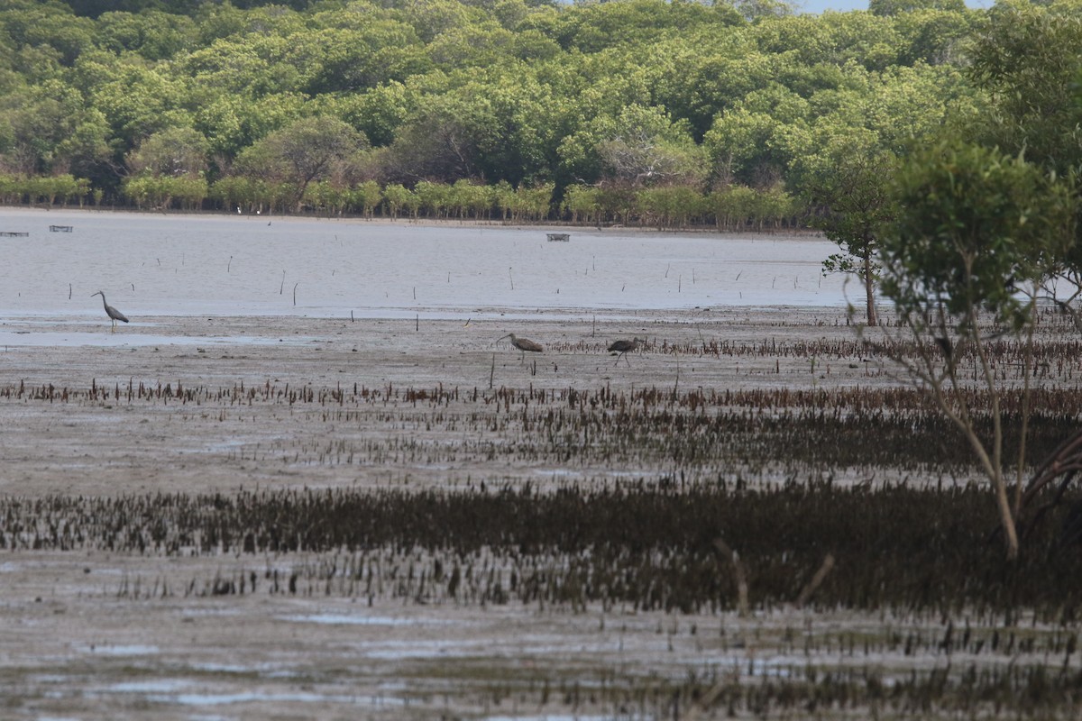 Far Eastern Curlew - ML623582691