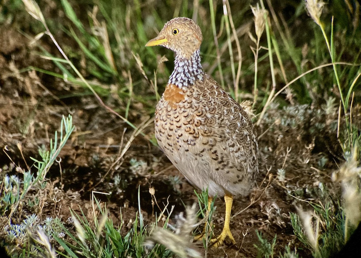 Plains-wanderer - ML623582735