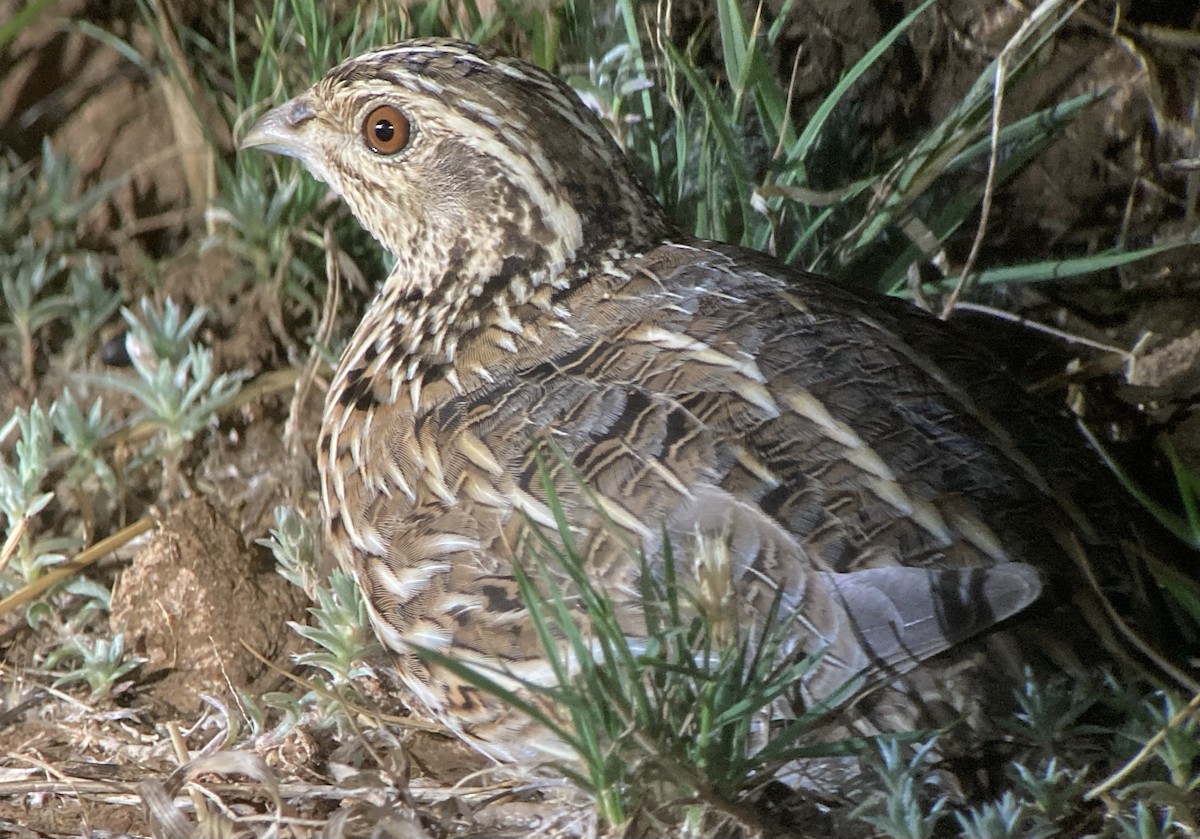 Stubble Quail - ML623582754