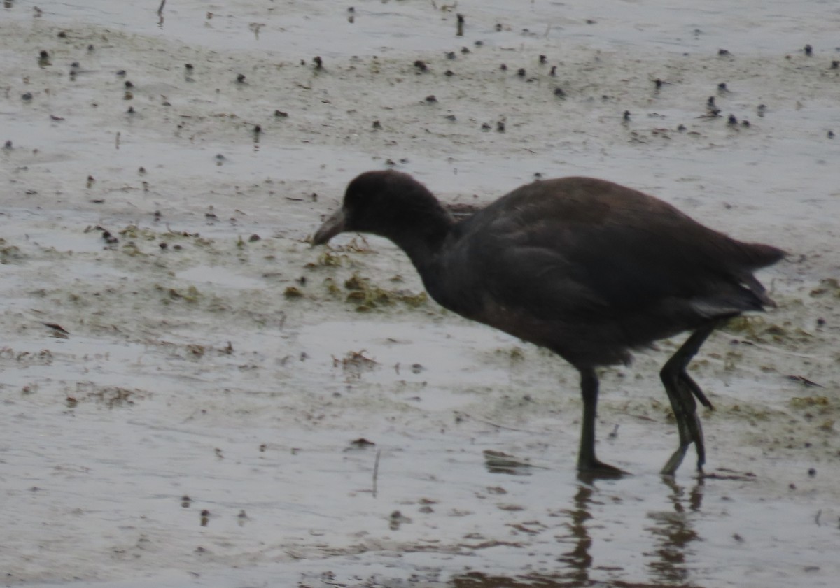 Virginia Rail - ML623582761