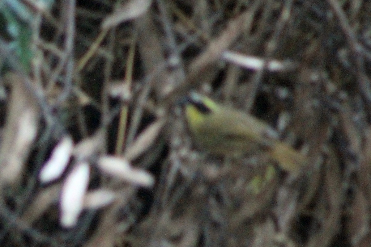 Yellow-throated Scrubwren - ML623582768