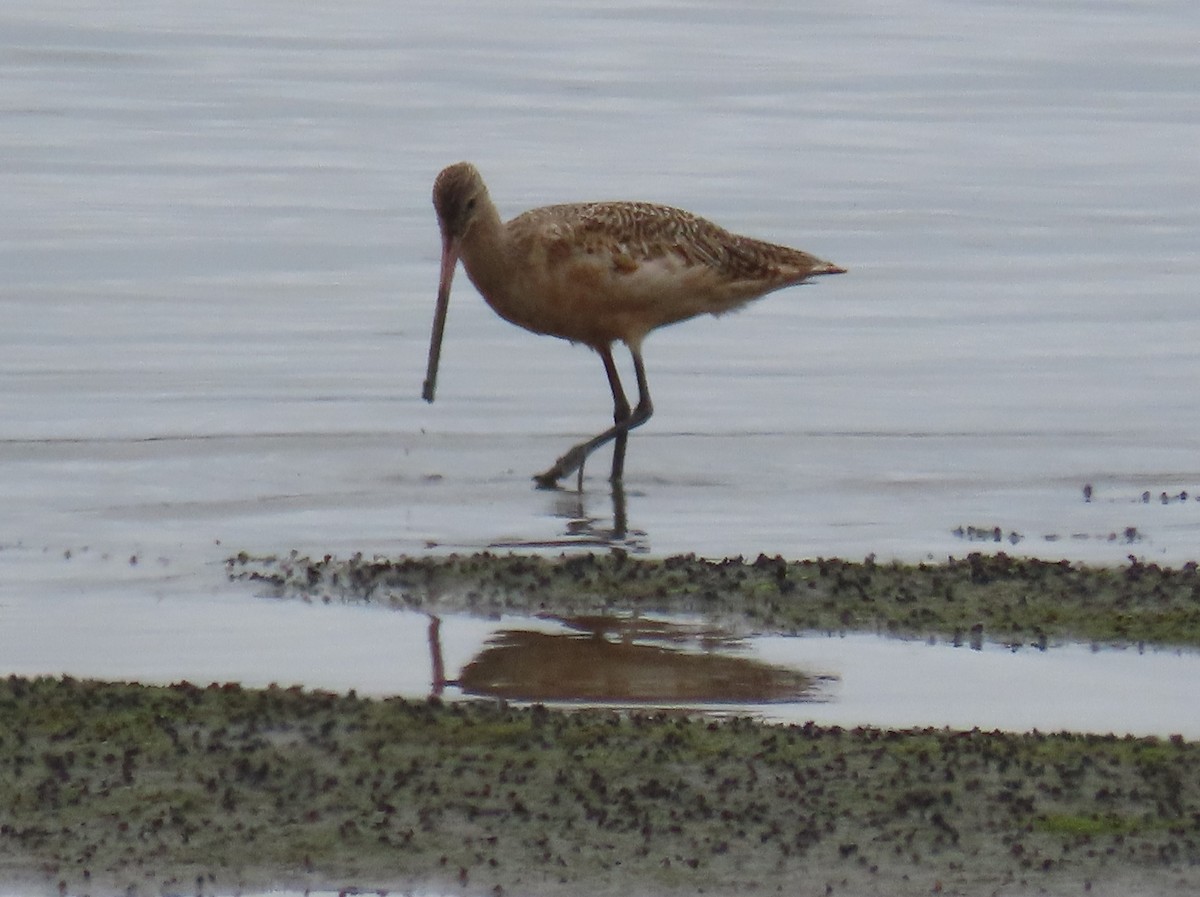 Marbled Godwit - ML623582775