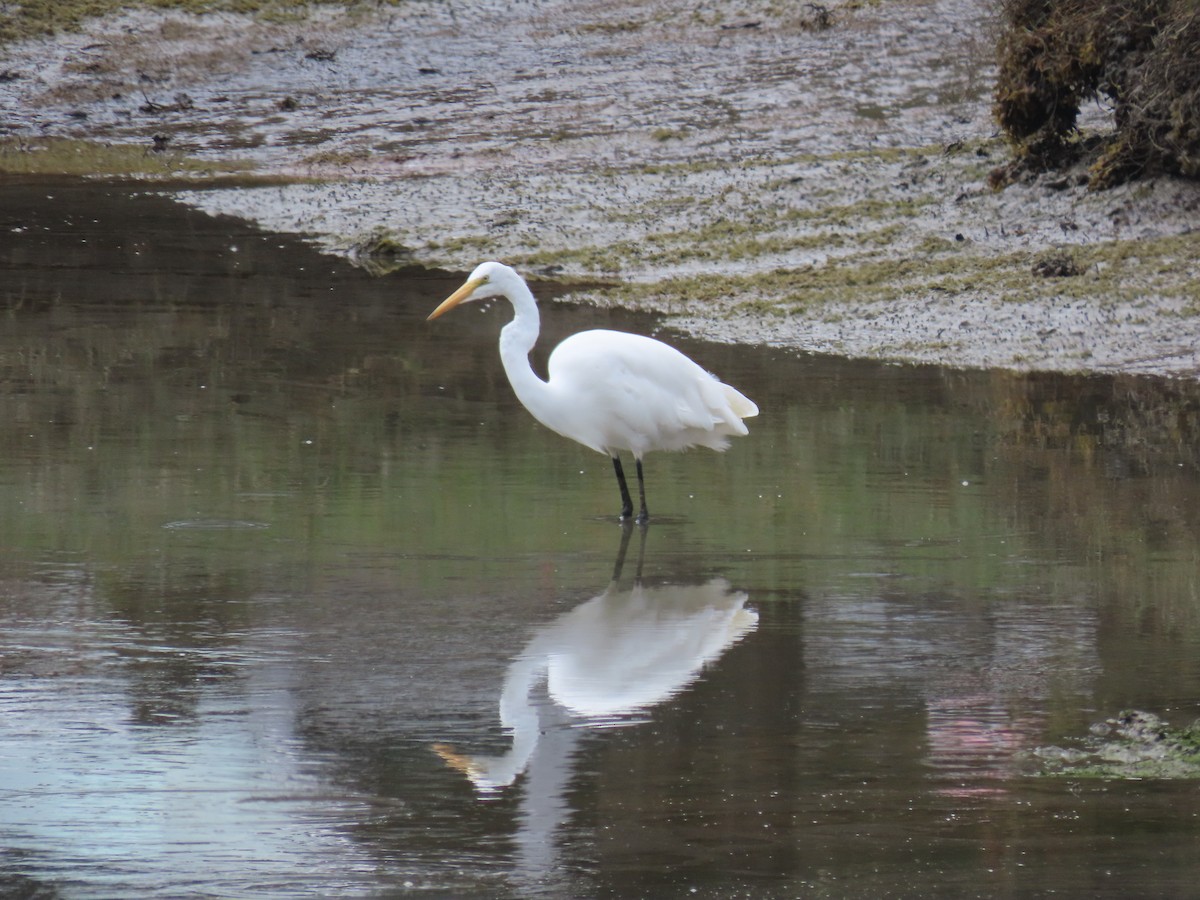 Great Egret - ML623582792