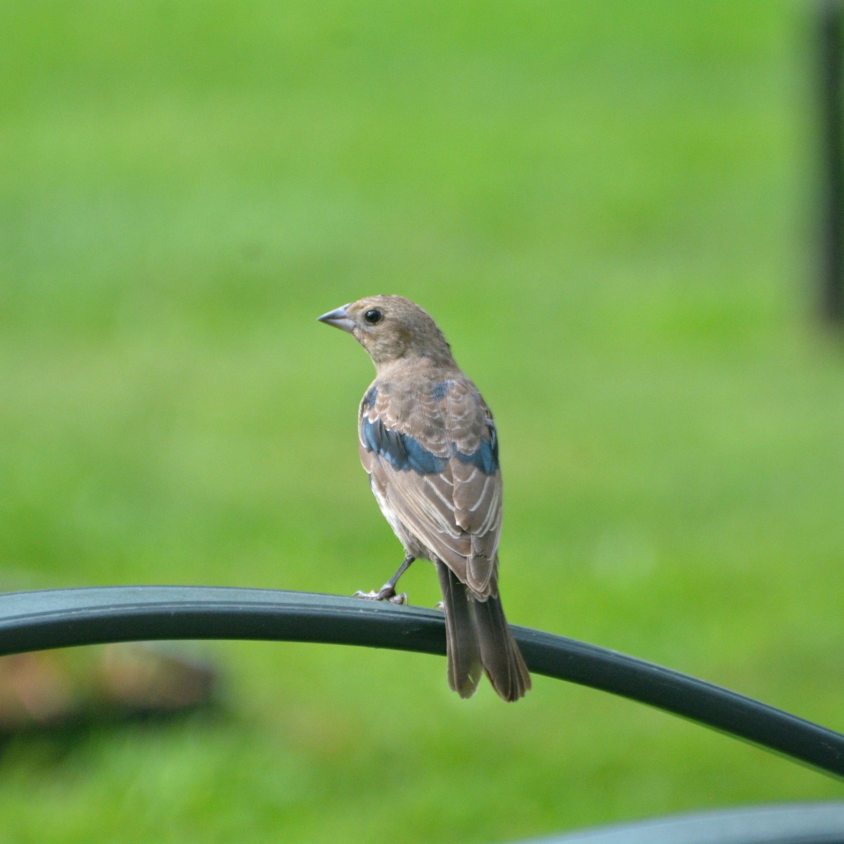 Brown-headed Cowbird - ML623582794
