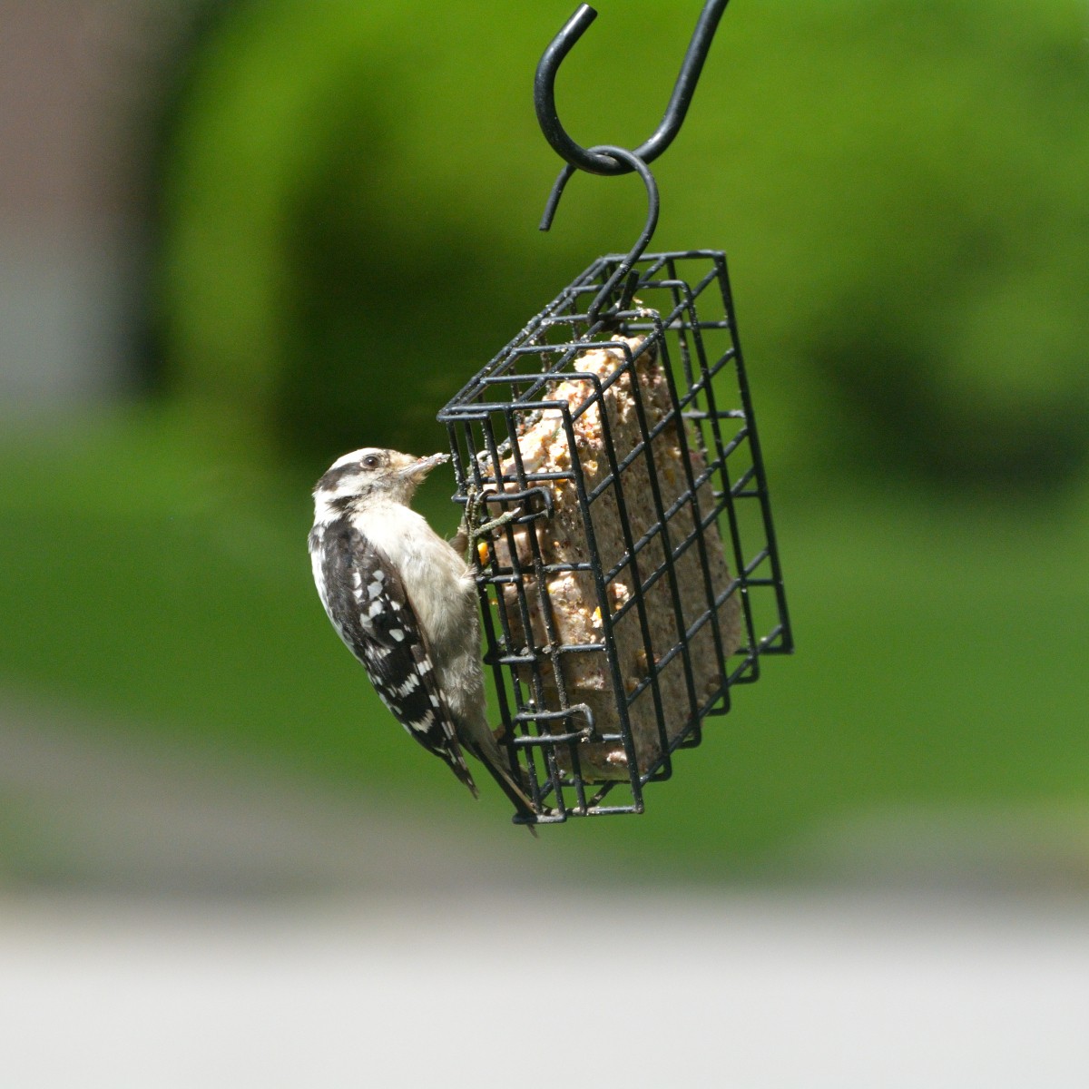 Downy Woodpecker - ML623582802