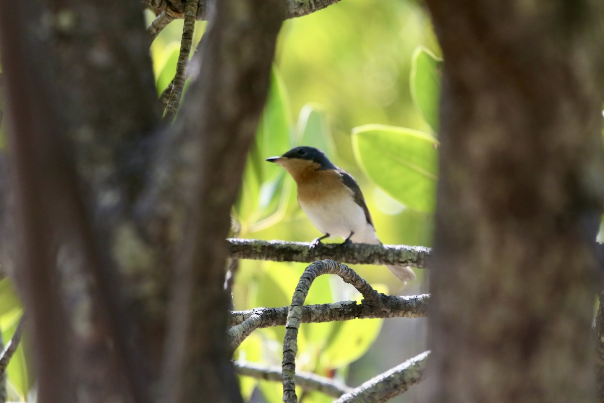 Leaden Flycatcher - ML623582804