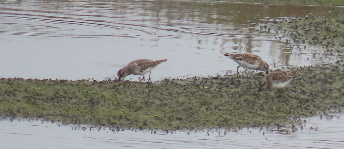 Western Sandpiper - ML623582830